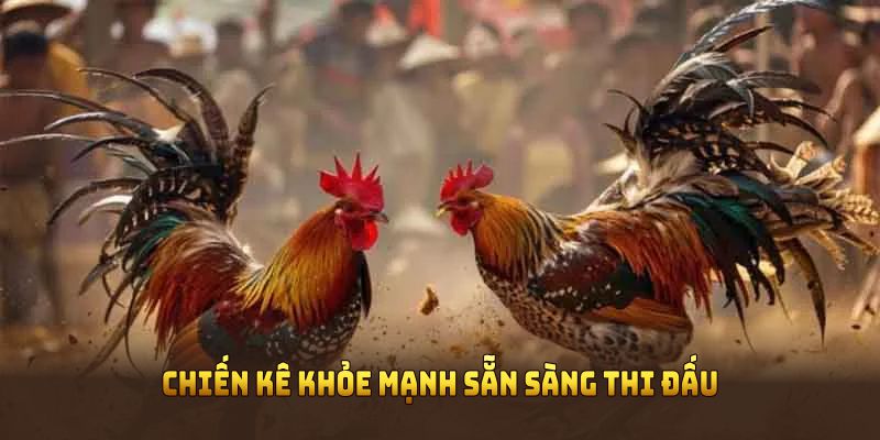 Chiến kê khỏe mạnh sẵn sàng thi đấu