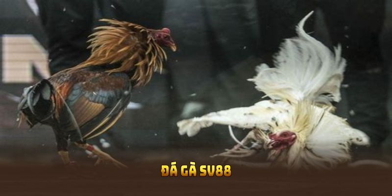 Đá gà SV88