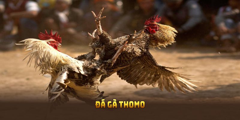 Đá gà Thomo
