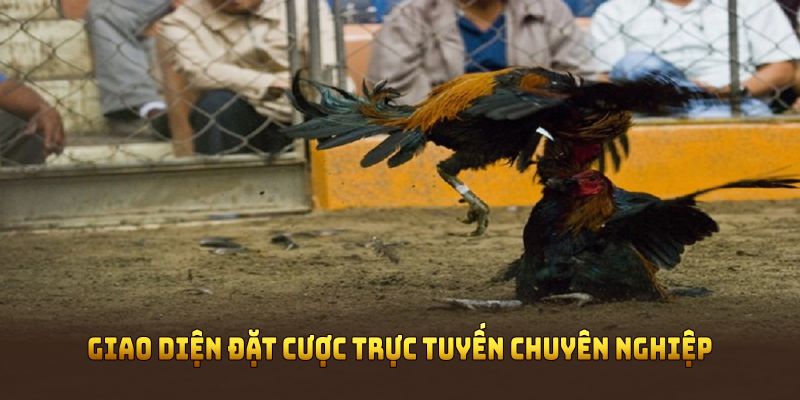 Giao diện đặt cược trực tuyến chuyên nghiệp