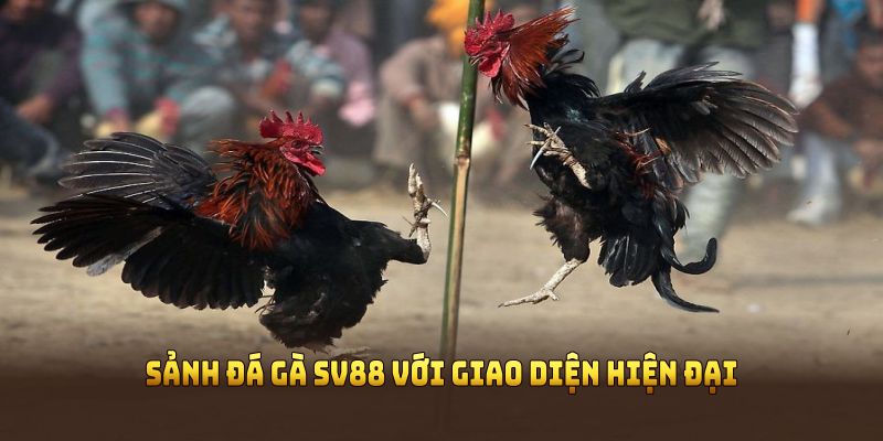 Sảnh đá gà SV88 với giao diện hiện đại