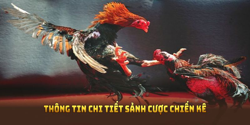 Thông tin chi tiết sảnh cược chiến kê